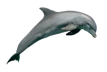 a dolphin jumping in the air with its mouth open