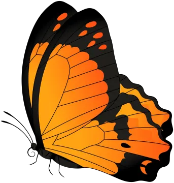 a butterfly with orange and black wings