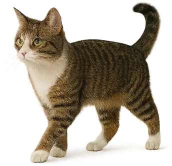 a cat standing on a white surface