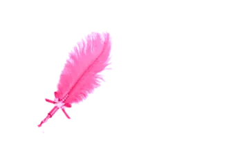 a pink feather on a white background