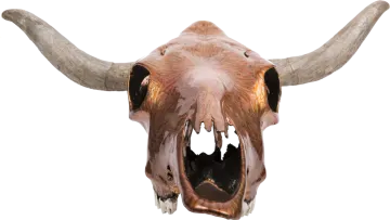 a close up of a bull's skull