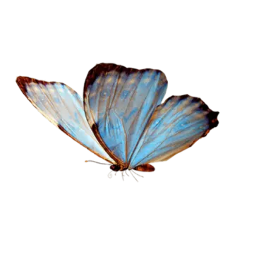 a blue butterfly on a white background