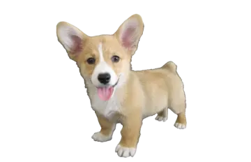 a small dog with its tongue sticking out