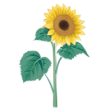 a sunflower on a white background