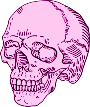 a drawing of a skull