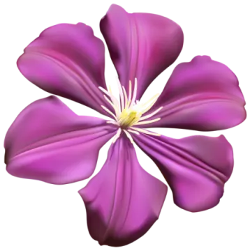 a purple flower on a white background