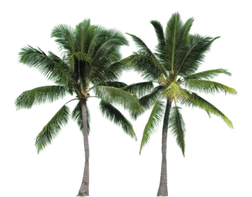 three palm trees on a white background