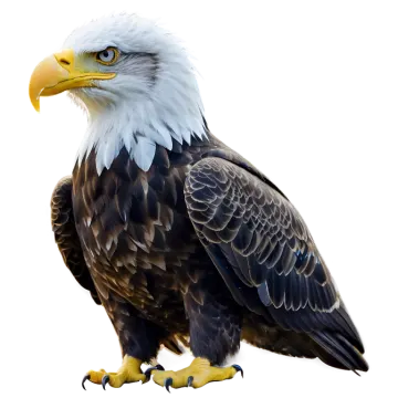 an eagle is standing on a white surface