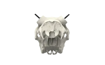 an animal skull on a white background