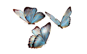 three blue butterflies on a white background