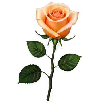 a single orange rose on a white background