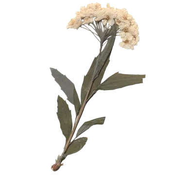 a close up of a flower on a stem