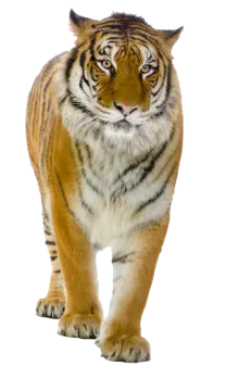 a tiger walking on a white background