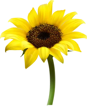 a yellow flower on a white background