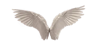 a pair of white wings on a white background