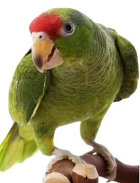 a green parrot perched on top of a tree branch