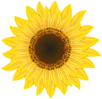 a sunflower on a white background