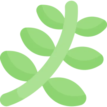 a green leaf on a white background