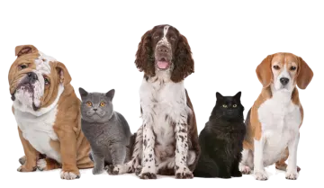 a group of dogs and cats sitting together