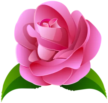 a pink rose on a white background
