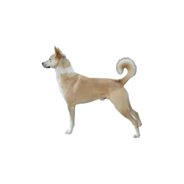 a brown and white dog standing on a white surface