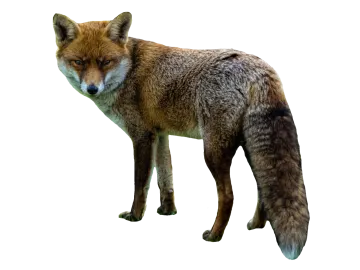 a close up of a fox on a white background
