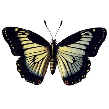 a black and white butterfly on a white background