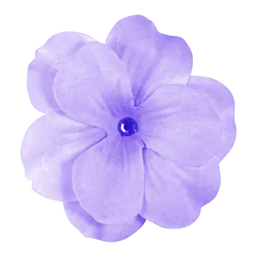 a purple flower on a white background