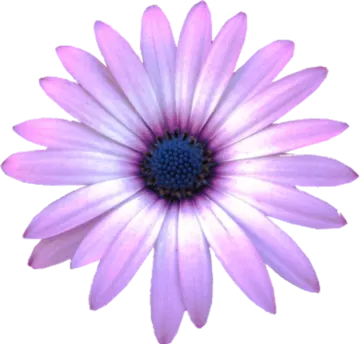 a purple flower on a white background