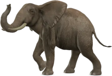 an elephant walking on a white background