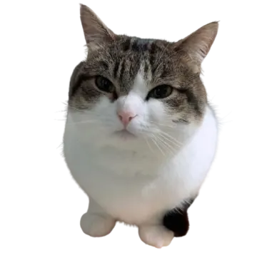 a cat sitting on top of a white surface
