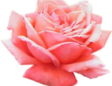 a pink rose flower on a white background