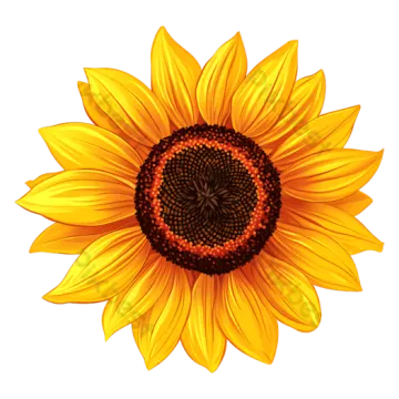 a sunflower on a white background