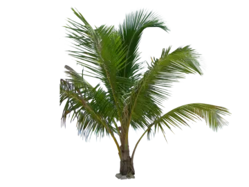 a palm tree on a white background