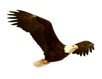 a bald eagle flying in the sky