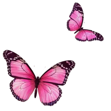 two pink butterflies on a white background