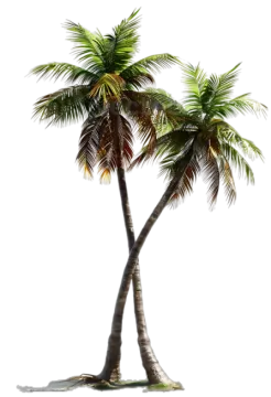 two palm trees on a white background