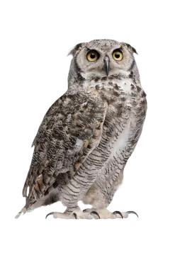 an owl sitting on a white background