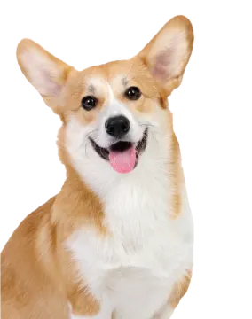 a close up of a dog with its tongue out