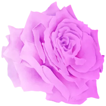 a pink rose on a white background