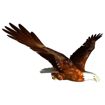 an eagle flying in the air with its wings spread