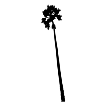 a black and white silhouette of a palm tree