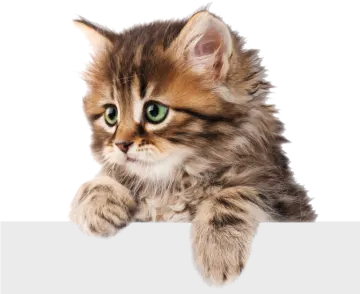 a small kitten sitting on top of a white sign