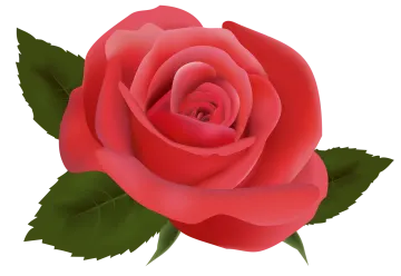 a red rose with green leaves