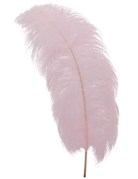 a pink feather on a white background