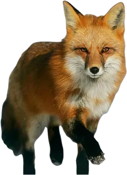 a red fox is standing in the snow