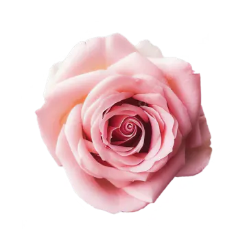 a pink rose on a white background