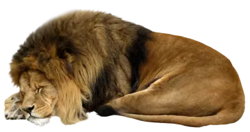 the lion is laying down