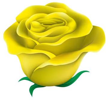 a yellow rose on a white background