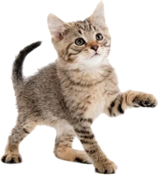 a small kitten standing on its hinds